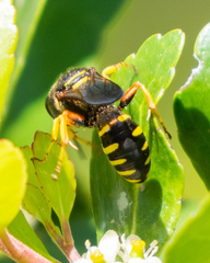 Ectemnius decemmaculatus