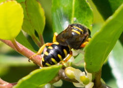 Ectemnius decemmaculatus