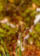 Dichanthelium linearifolium