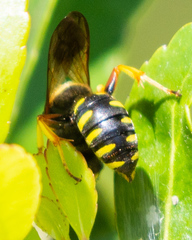 Ectemnius decemmaculatus