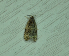 Olethreutes furfuranum