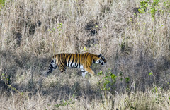 Panthera tigris tigris