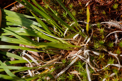 Dichanthelium linearifolium