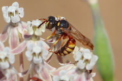 Cerceris californica
