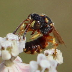 Cerceris californica