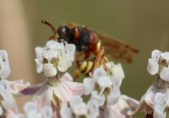 Cerceris californica