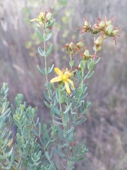 Hypericum perforatum veronense