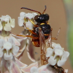 Cerceris californica