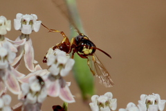 Cerceris californica