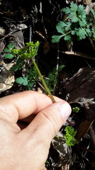 Tauschia kelloggii