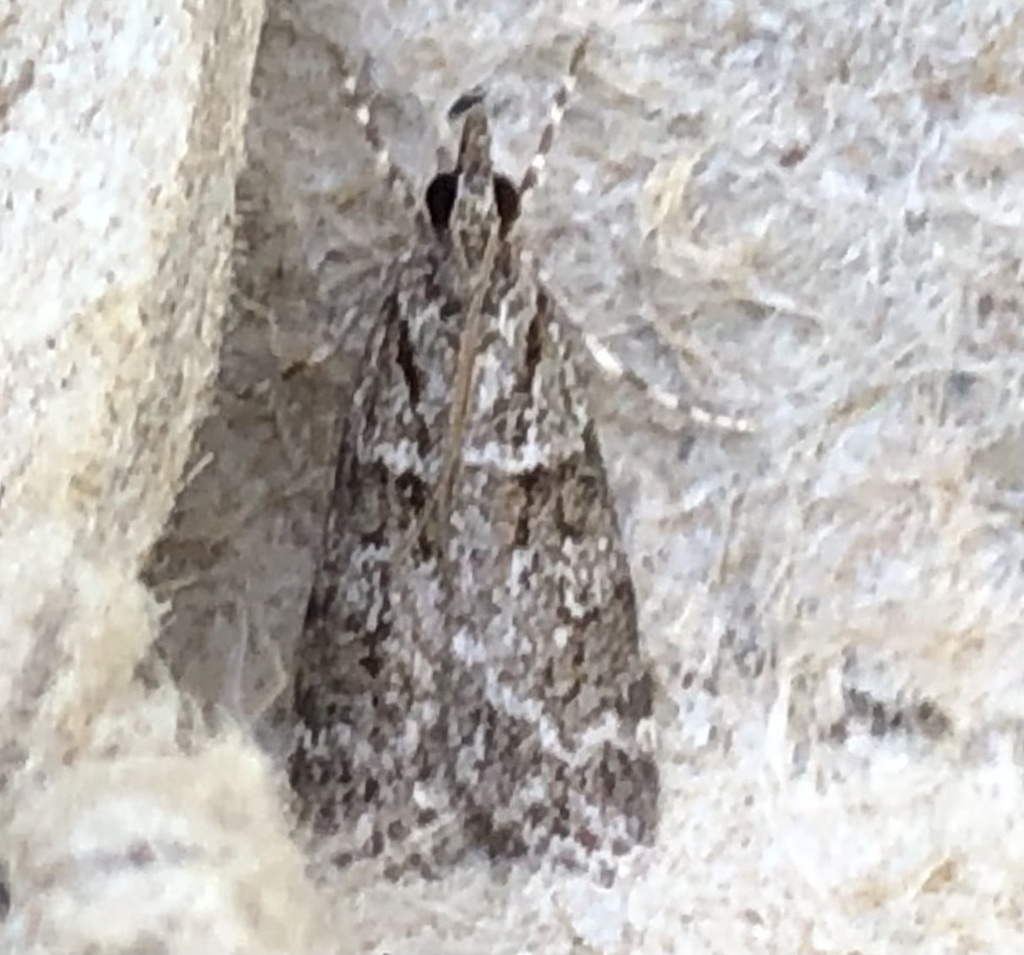 Scoparie à double raie (Scoparia biplagialis)