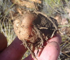 Eriospermum cordiforme