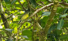 Herpsilochmus axillaris