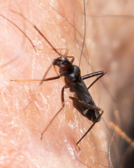 Pseudoxenetus regalis