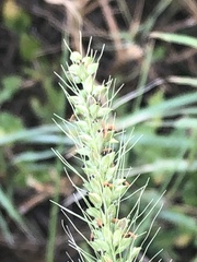 Setaria scheelei