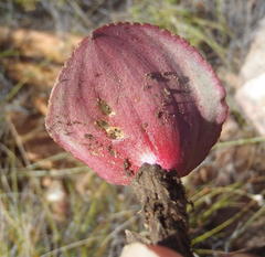 Eriospermum cordiforme