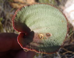 Eriospermum cordiforme