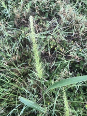 Setaria scheelei