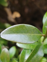 Buxus sempervirens