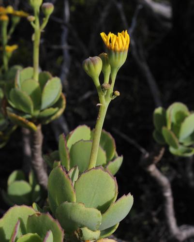 Othonna dentata