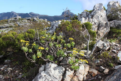 Othonna dentata