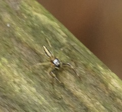 Tauala lepidus