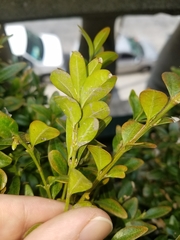 Buxus sempervirens