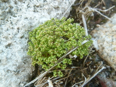Radiola linoides
