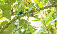Chlorochrysa nitidissima