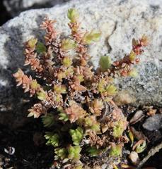 Crassula campestris