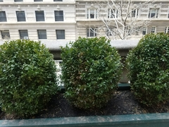 Buxus sempervirens