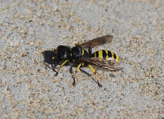 Ectemnius cephalotes