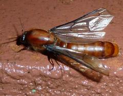 Dorylus helvolus
