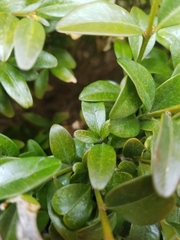 Buxus sempervirens