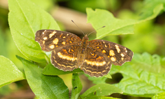 Anthanassa drusilla drusilla