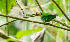 Chlorochrysa nitidissima