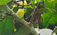 Todirostrum nigriceps