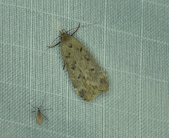 Anacampsis innocuella