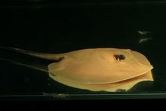 Mekong Freshwater Stingray photo 3