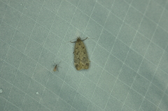 Anacampsis innocuella