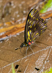 Catasticta ctemene rubricata