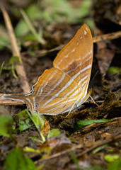 Marpesia marcella marcella