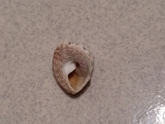 Trochus sacellum