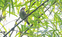 Ixothraupis rufigula