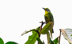 Vireolanius leucotis