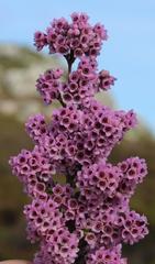 Erica mauritanica