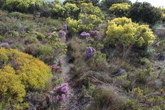 Erica mauritanica