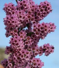 Erica mauritanica
