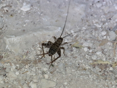 Gryllomorpha longicauda