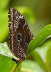 Morpho helenor macrophthalmus